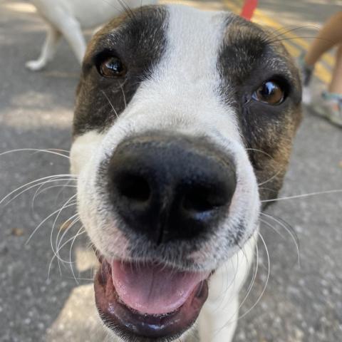 Ally, an adoptable Labrador Retriever, Pit Bull Terrier in QUINCY, FL, 32351 | Photo Image 2