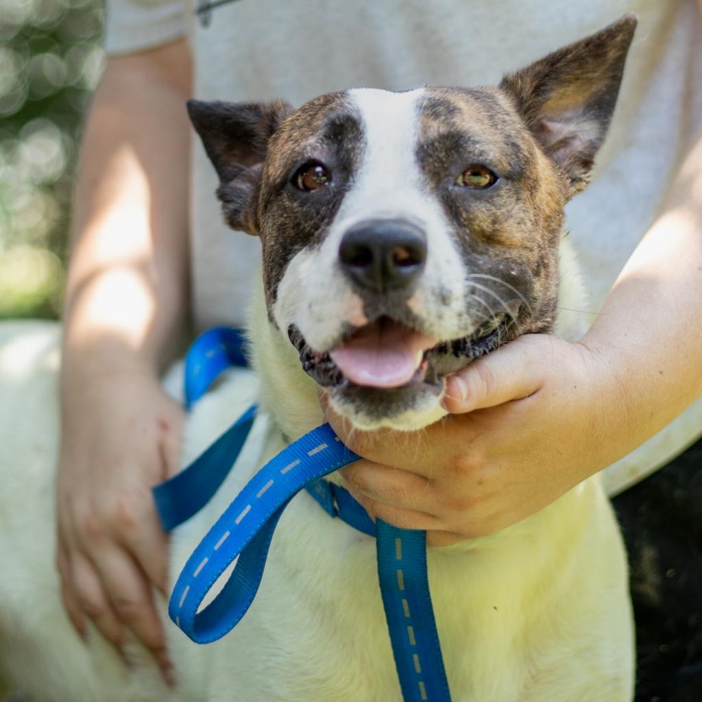 Ally, an adoptable Labrador Retriever, Pit Bull Terrier in QUINCY, FL, 32351 | Photo Image 2