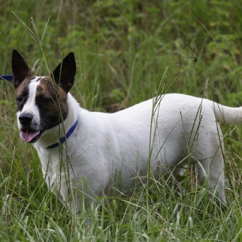 Ally, an adoptable Labrador Retriever, Pit Bull Terrier in QUINCY, FL, 32351 | Photo Image 3