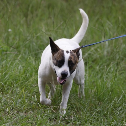 Ally, an adoptable Labrador Retriever, Pit Bull Terrier in QUINCY, FL, 32351 | Photo Image 3