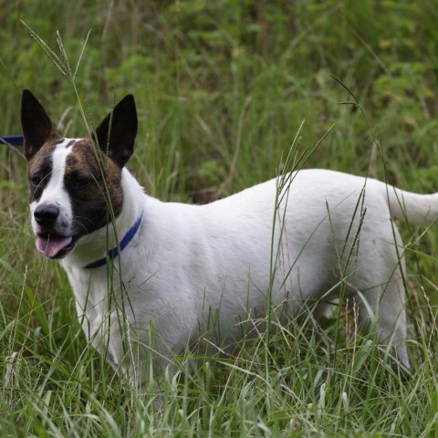 Ally, an adoptable Labrador Retriever, Pit Bull Terrier in QUINCY, FL, 32351 | Photo Image 4