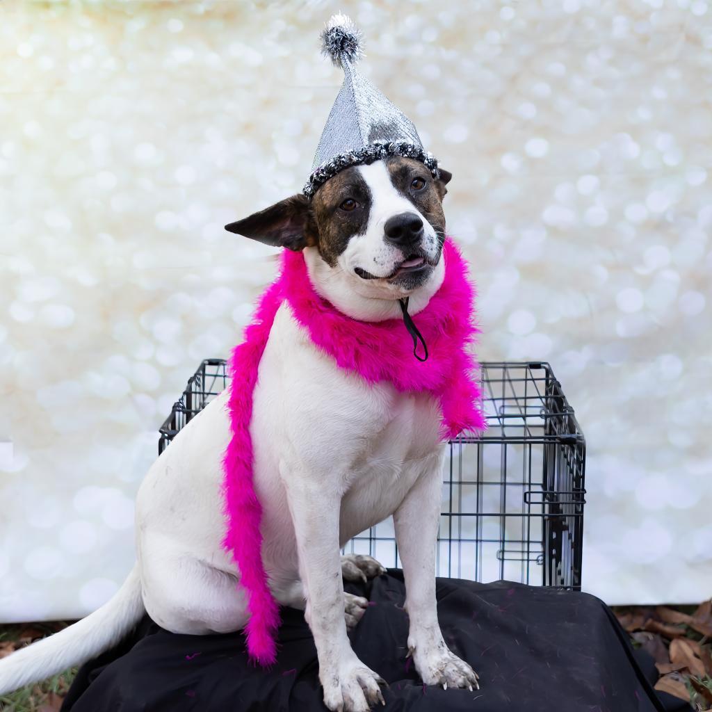 Ally, an adoptable Labrador Retriever, Pit Bull Terrier in QUINCY, FL, 32351 | Photo Image 6