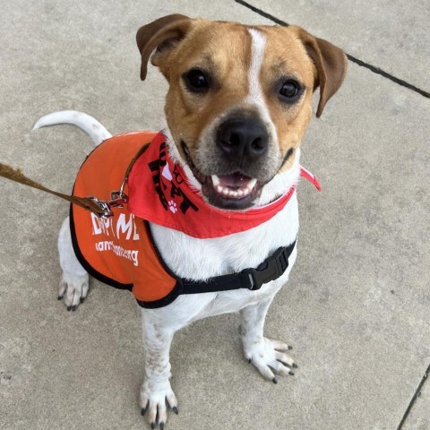 Beau, an adoptable American Staffordshire Terrier in QUINCY, FL, 32351 | Photo Image 1