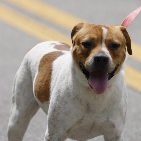 Beau, an adoptable American Staffordshire Terrier in QUINCY, FL, 32351 | Photo Image 2