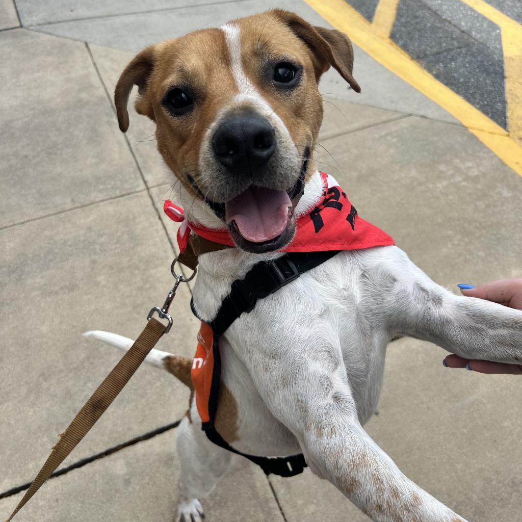 Beau, an adoptable American Staffordshire Terrier in QUINCY, FL, 32351 | Photo Image 2