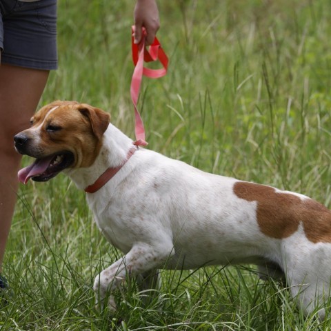 Beau, an adoptable American Staffordshire Terrier in QUINCY, FL, 32351 | Photo Image 3