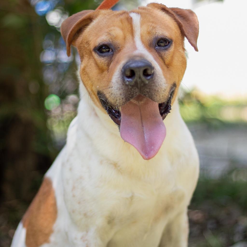 Beau, an adoptable American Staffordshire Terrier in QUINCY, FL, 32351 | Photo Image 3