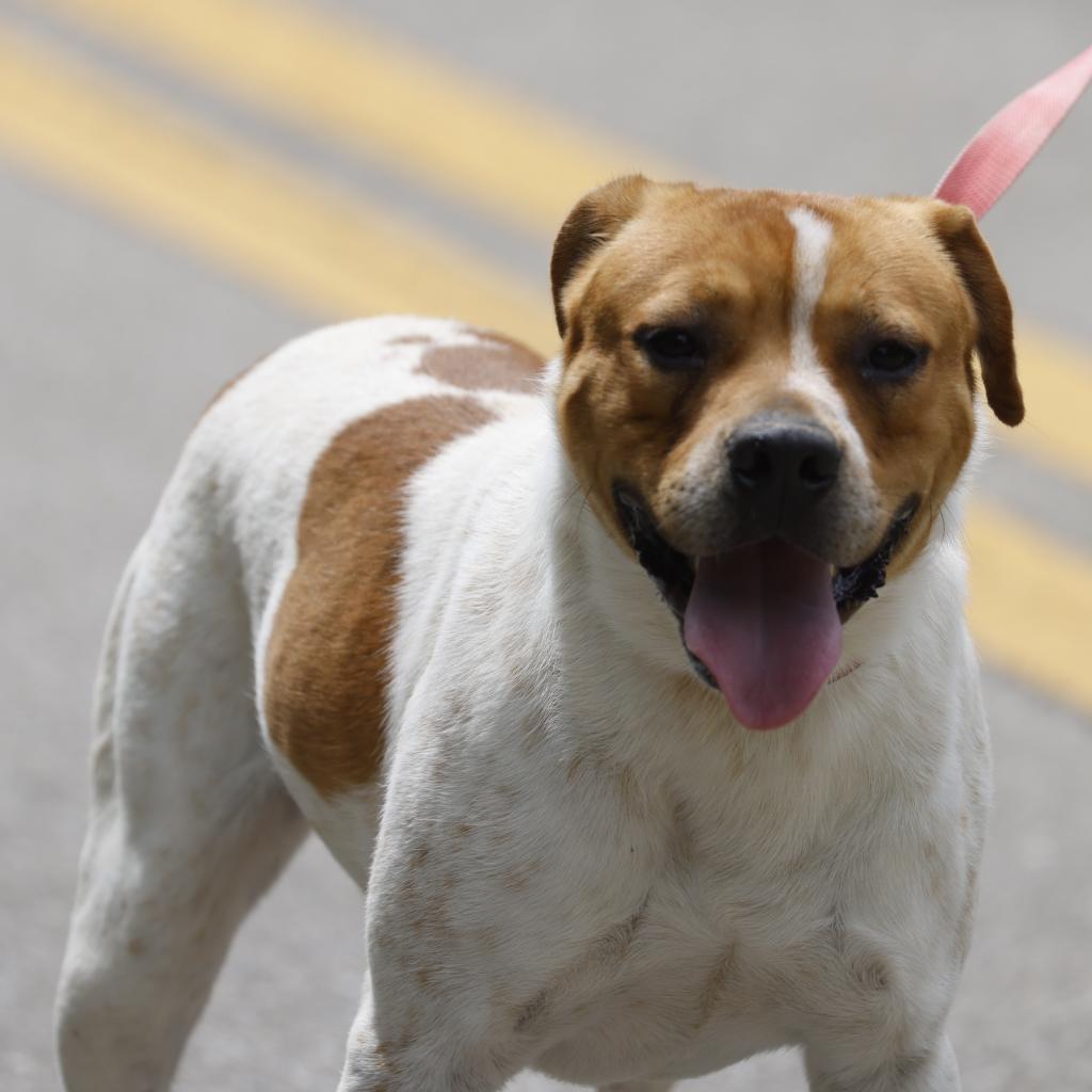 Beau, an adoptable American Staffordshire Terrier in QUINCY, FL, 32351 | Photo Image 5