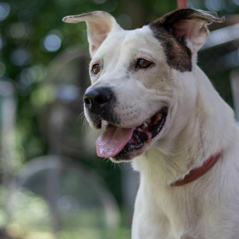 Emmy, an adoptable Labrador Retriever, Pit Bull Terrier in QUINCY, FL, 32351 | Photo Image 1
