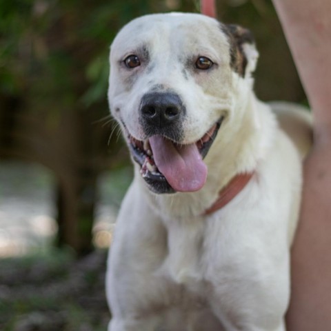 Emmy, an adoptable Labrador Retriever, Pit Bull Terrier in QUINCY, FL, 32351 | Photo Image 2