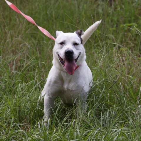 Emmy, an adoptable Labrador Retriever, Pit Bull Terrier in QUINCY, FL, 32351 | Photo Image 2