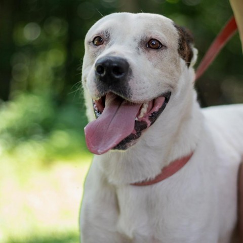 Emmy, an adoptable Labrador Retriever, Pit Bull Terrier in QUINCY, FL, 32351 | Photo Image 3