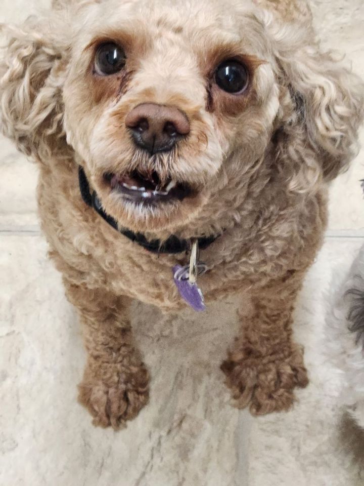 Shih tzu poodle for 2024 adoption