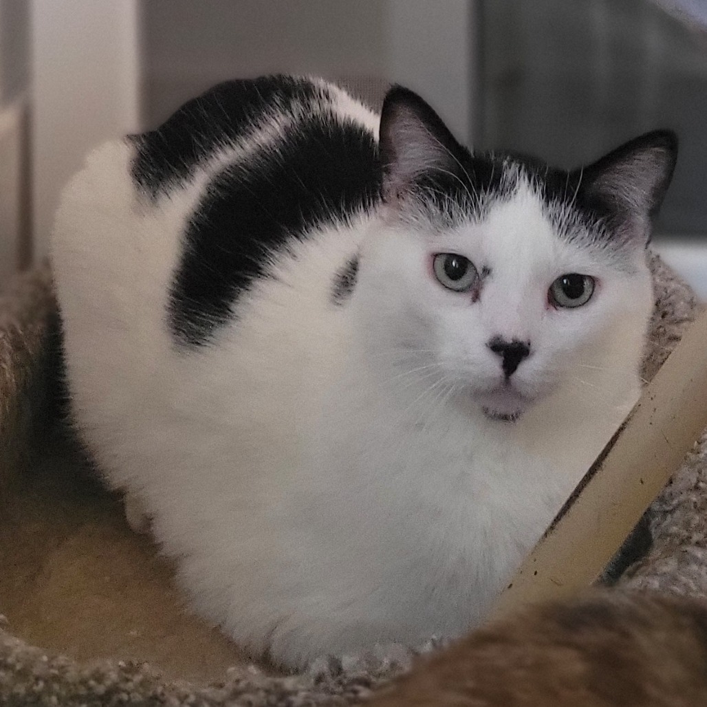 Ness, an adoptable Domestic Short Hair in Rochester, MN, 55903 | Photo Image 1