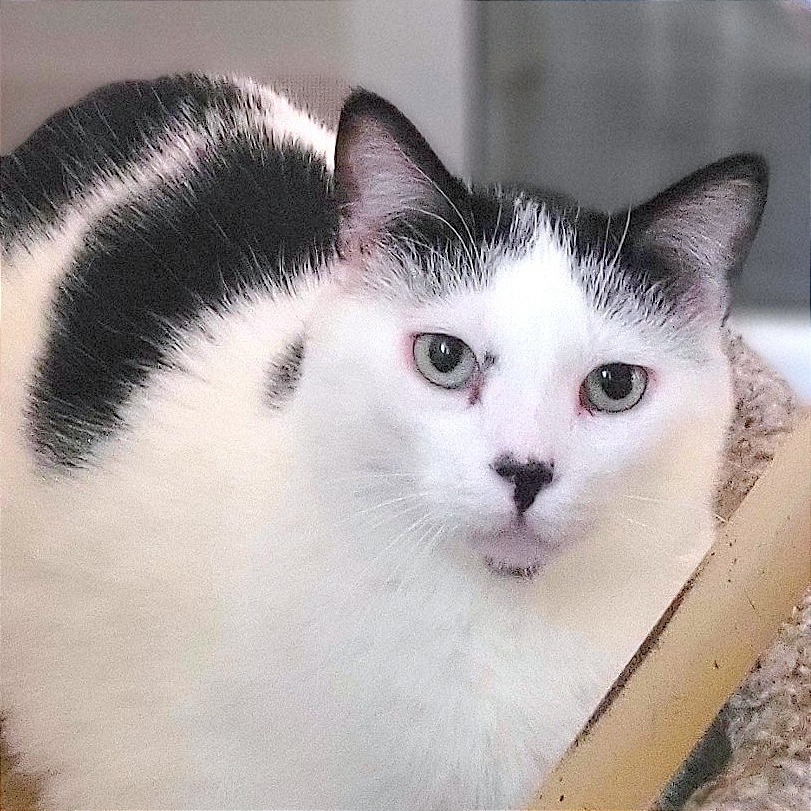 Ness, an adoptable Domestic Short Hair in Rochester, MN, 55903 | Photo Image 1