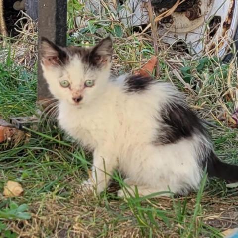 Ness, an adoptable Domestic Short Hair in Rochester, MN, 55903 | Photo Image 2