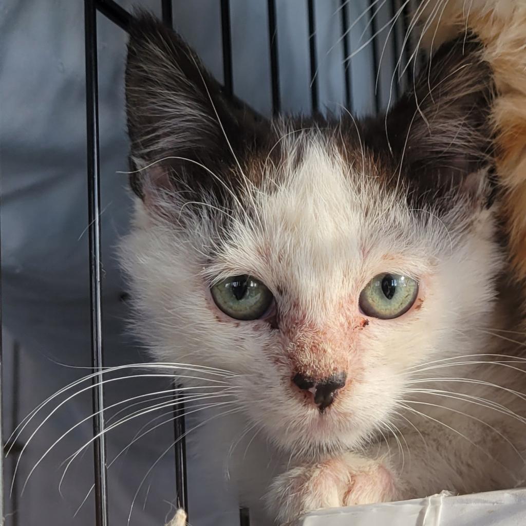 Ness, an adoptable Domestic Short Hair in Rochester, MN, 55903 | Photo Image 2