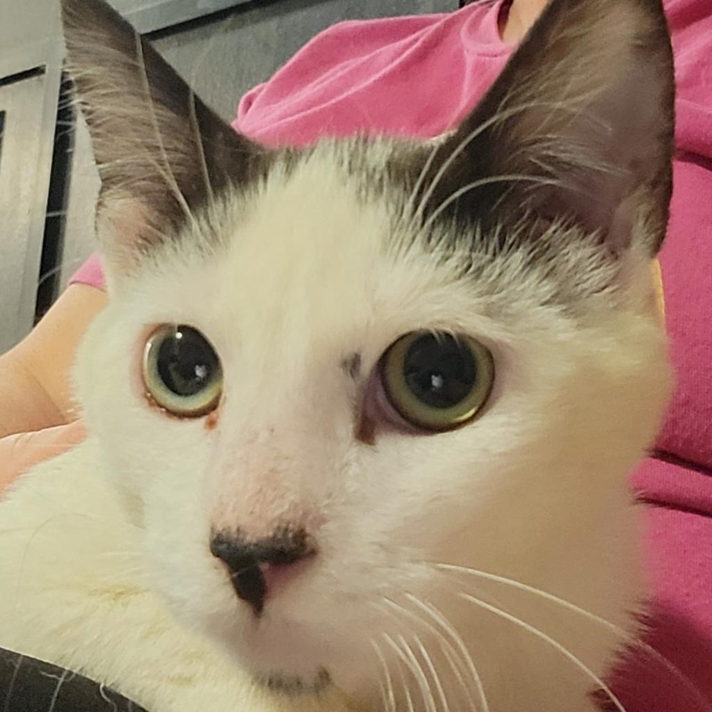 Ness, an adoptable Domestic Short Hair in Rochester, MN, 55903 | Photo Image 2