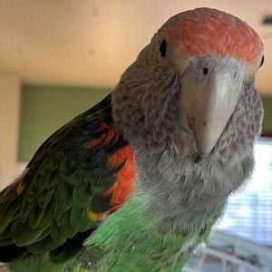 Petfinder birds sale