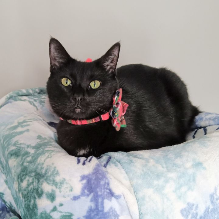 Chessie, an adopted Domestic Short Hair in Columbia, SC_image-1