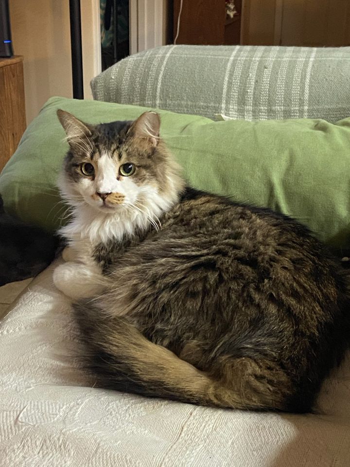 Fig, an adopted Domestic Long Hair in Columbia, SC_image-6