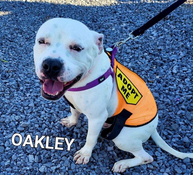 Dog for adoption - Oakley, an American Bulldog Mix in La Salle, IL |  Petfinder