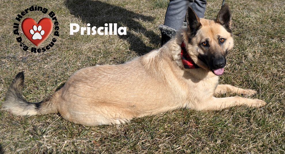 Prissilla 