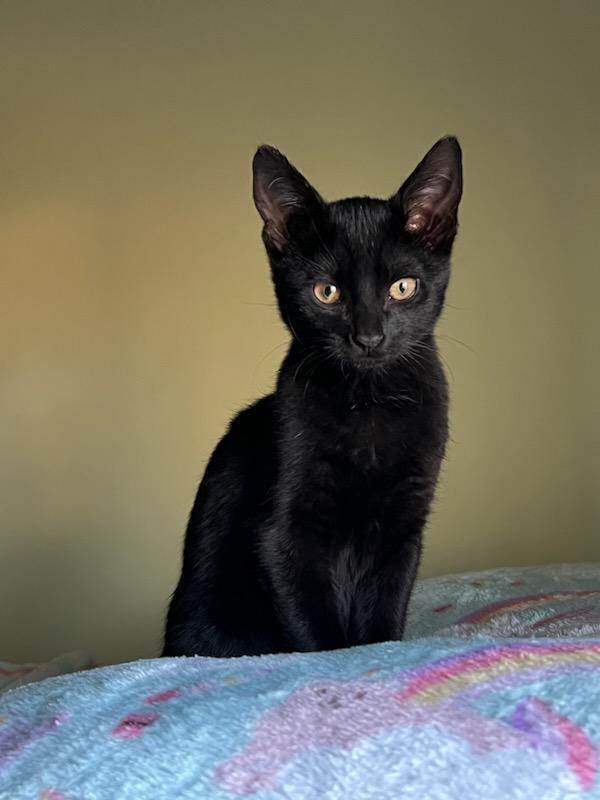 Georgie, an adopted Domestic Short Hair in Fort Thomas, KY_image-2