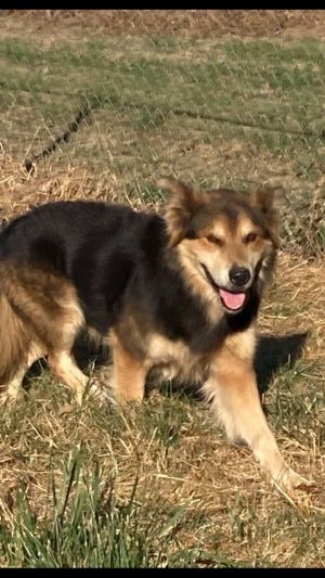 Bo Jack Male 9 years old Collie Shepherd He is a shy guy and slow to warm up to new