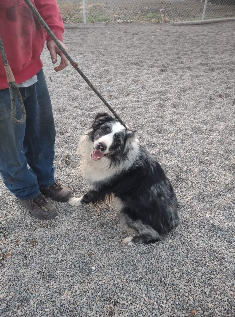 Patches, an adoptable Australian Shepherd in Maple Grove, MN, 55369 | Photo Image 1