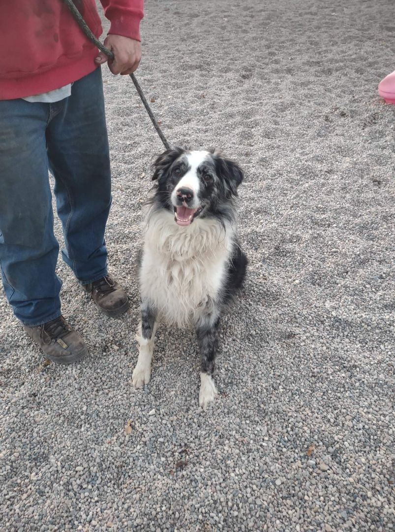 Patches, an adoptable Australian Shepherd in Maple Grove, MN, 55369 | Photo Image 2
