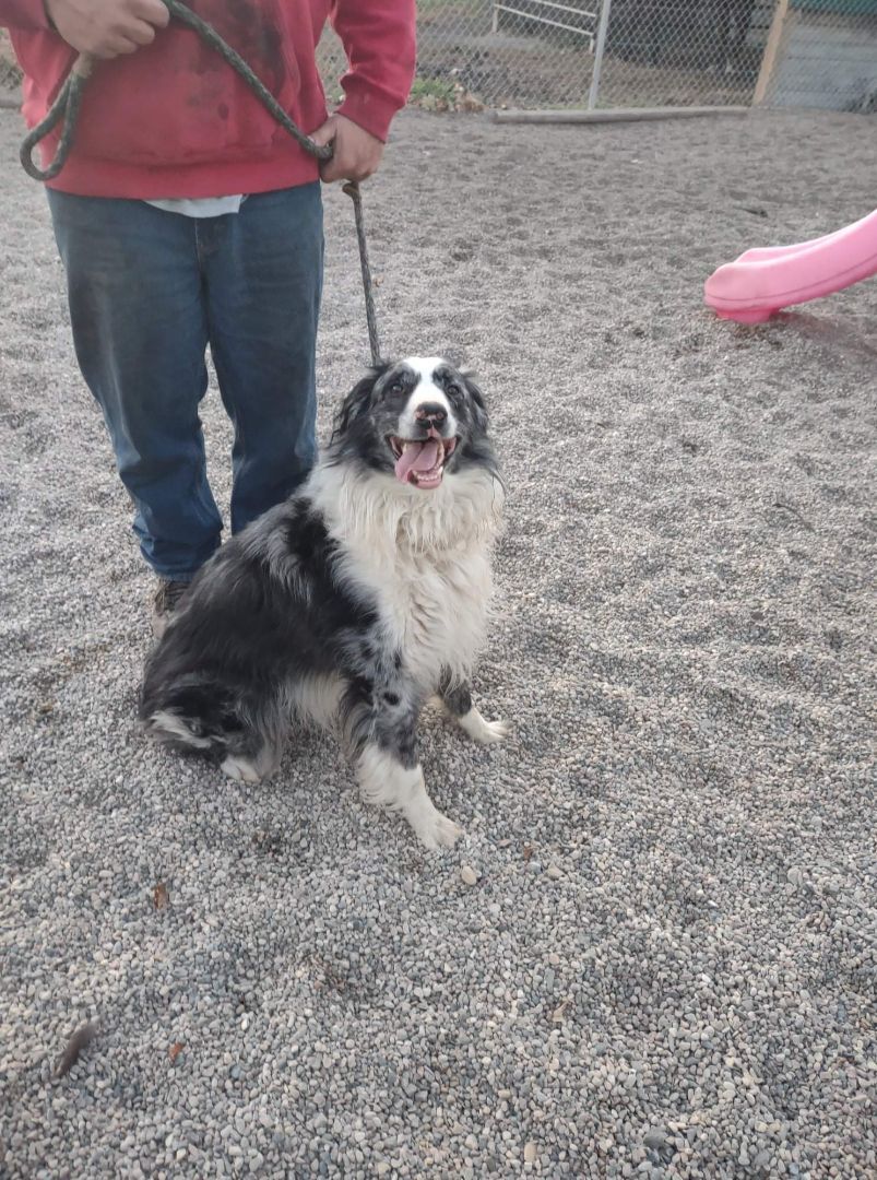 Patches, an adoptable Australian Shepherd in Maple Grove, MN, 55369 | Photo Image 3