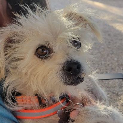 Snags, an adoptable West Highland White Terrier / Westie & Terrier Mix in Phoenix, AZ_image-1