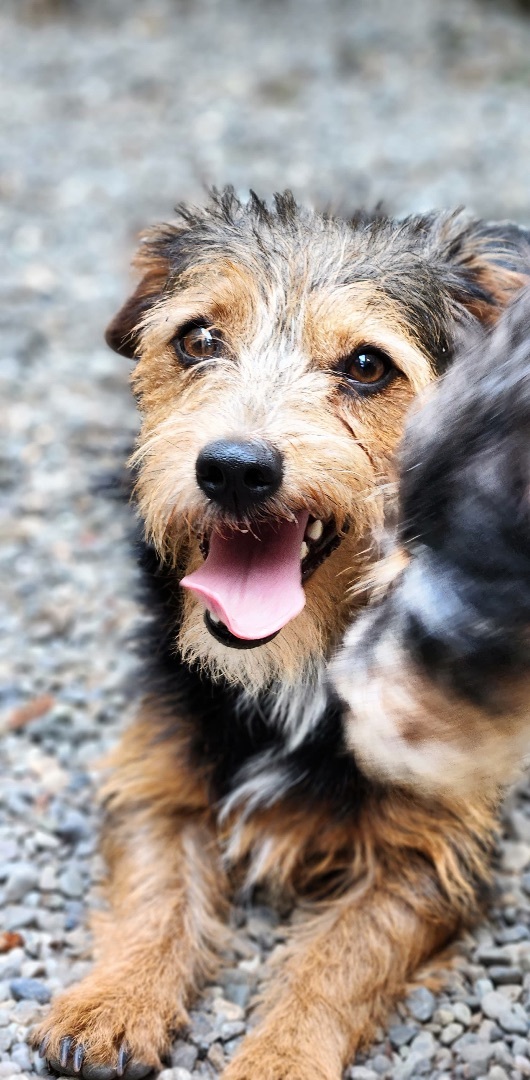 Wirehaired dogs for clearance adoption