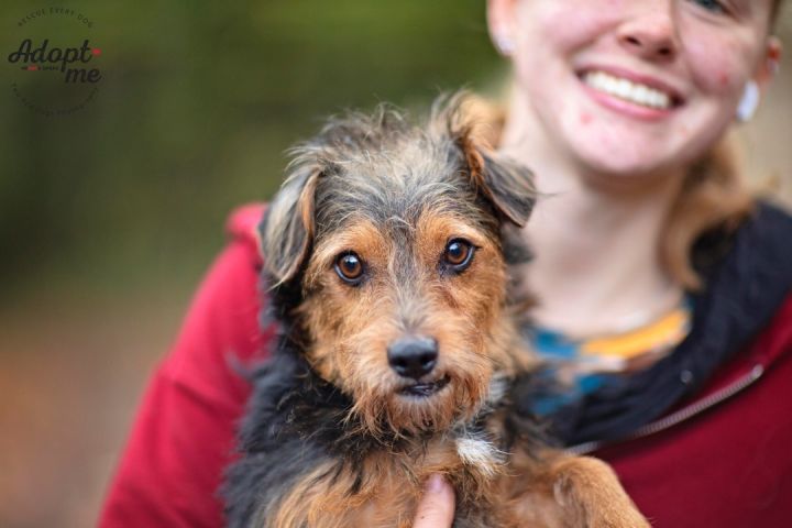 Wire haired 2025 dogs for adoption