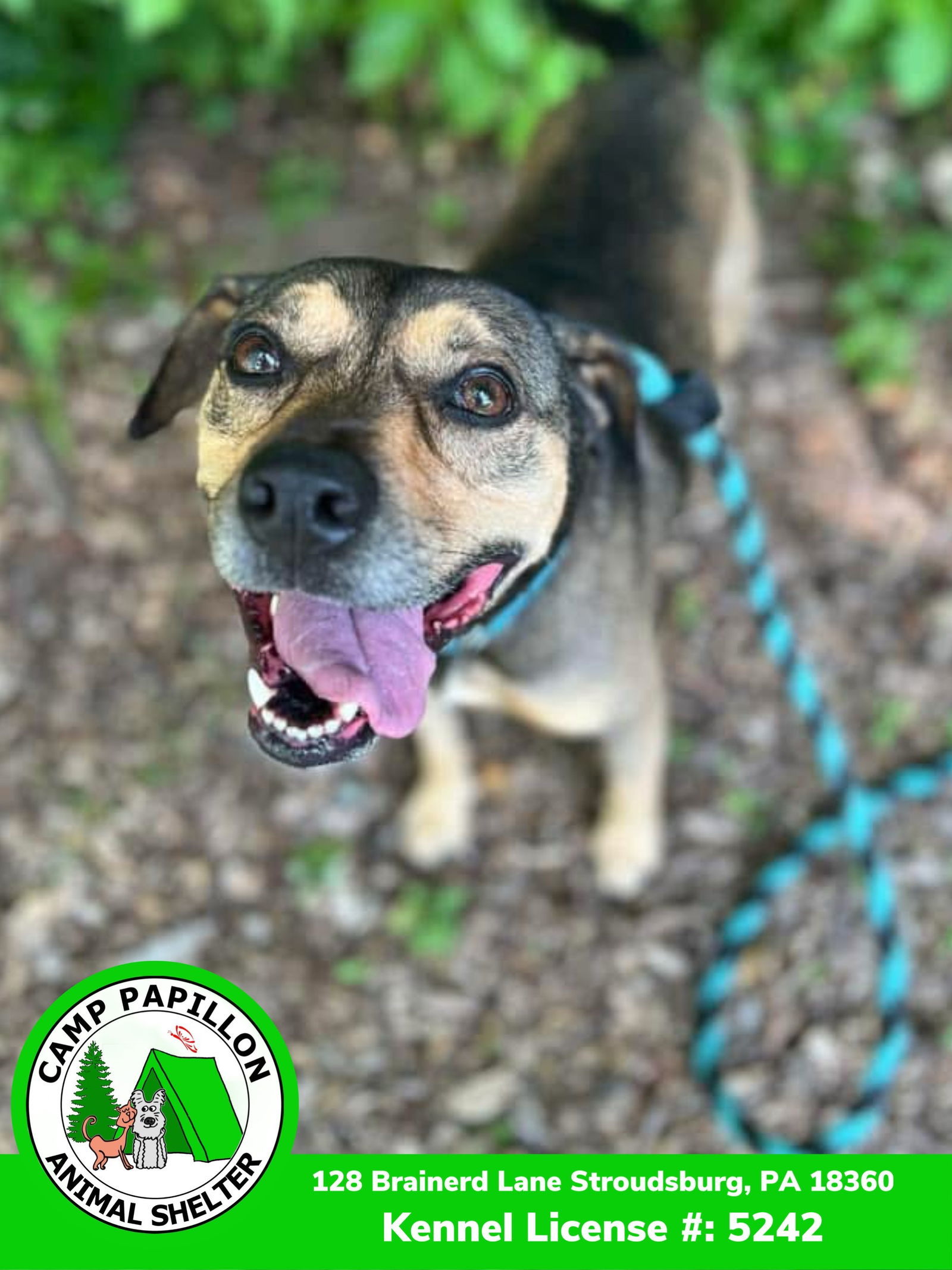 Chase, an adoptable Hound in Stroudsburg, PA, 18360 | Photo Image 1