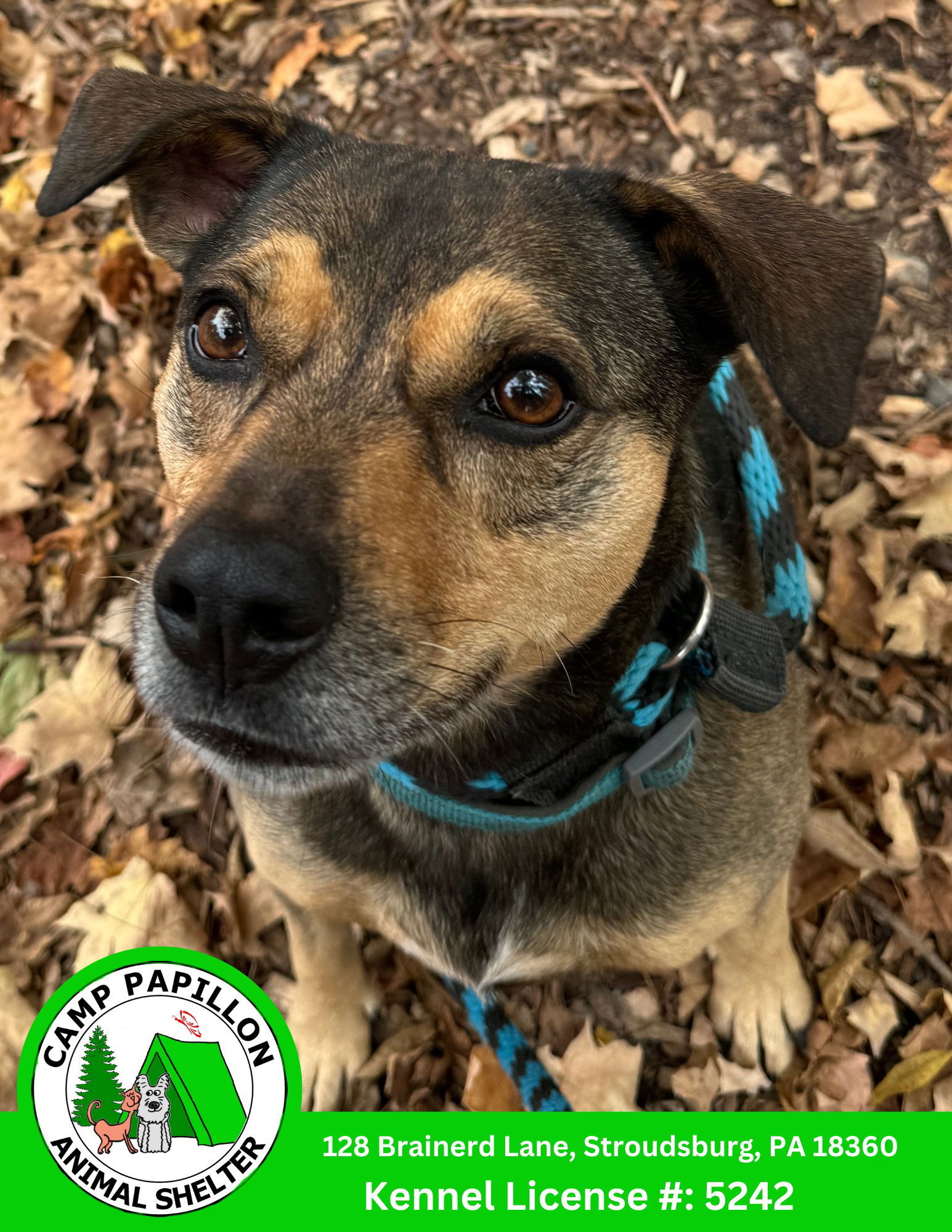 Chase, an adoptable Hound in Stroudsburg, PA, 18360 | Photo Image 2