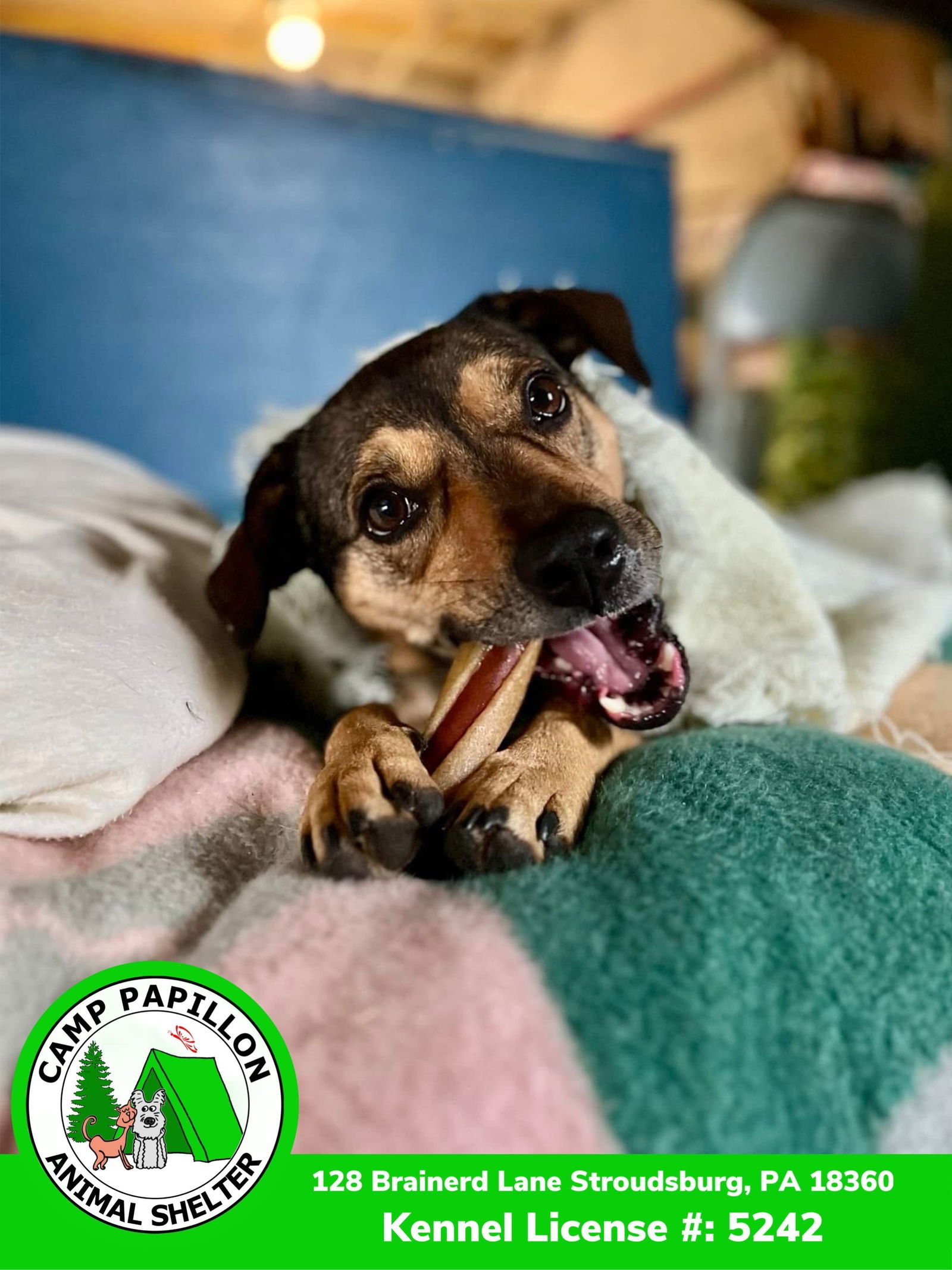 Chase, an adoptable Hound in Stroudsburg, PA, 18360 | Photo Image 3