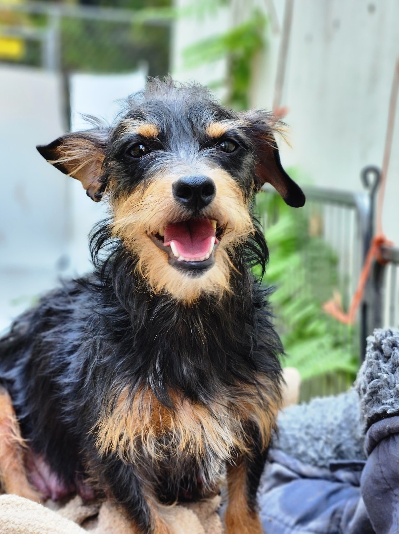 Maltese wirehaired best sale terrier mix