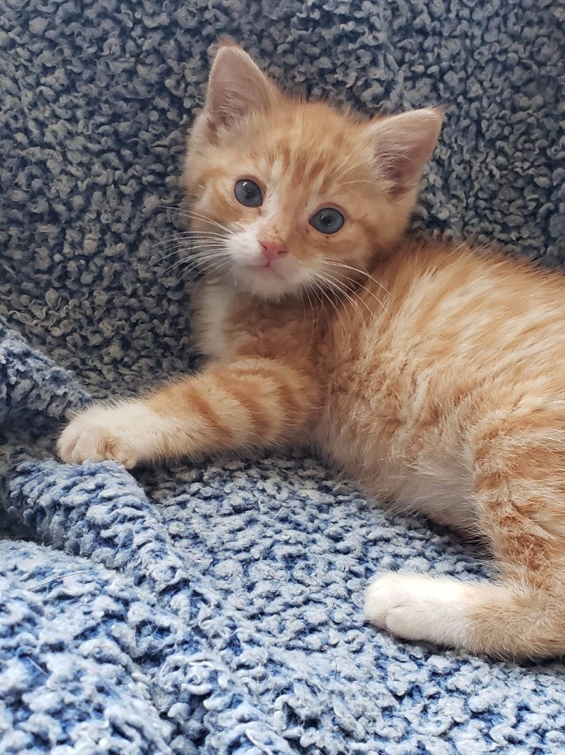 Leroy, an adoptable Tabby in Humboldt , SK, S0K 2A0 | Photo Image 1