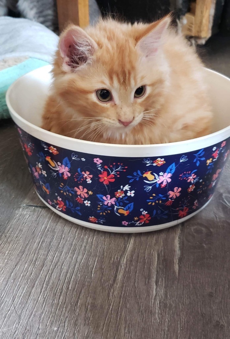 Lester, an adoptable Tabby in Humboldt , SK, S0K 2A0 | Photo Image 3