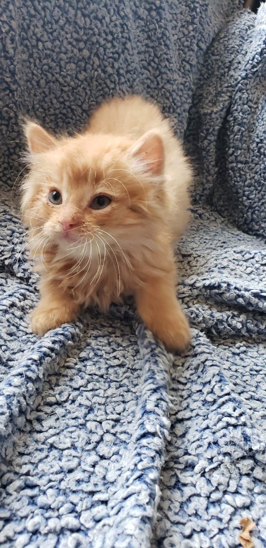 Lester, an adoptable Tabby in Humboldt , SK, S0K 2A0 | Photo Image 1