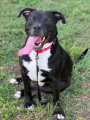 DIEGO's profile on Petfinder.com