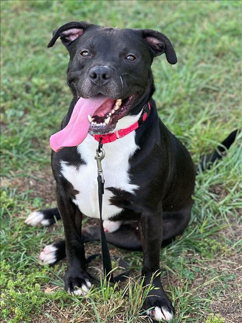 DIEGO, an adoptable Pit Bull Terrier Mix in Conroe, TX_image-1