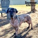 SEYMOUR's profile on Petfinder.com