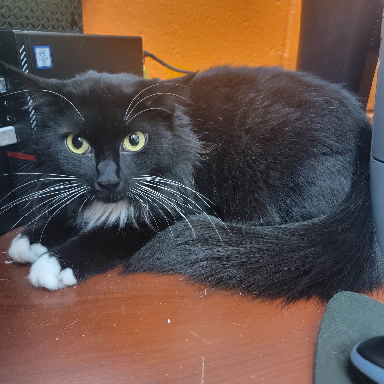 Stevie, an adoptable Domestic Short Hair in Orangeburg, SC, 29118 | Photo Image 1