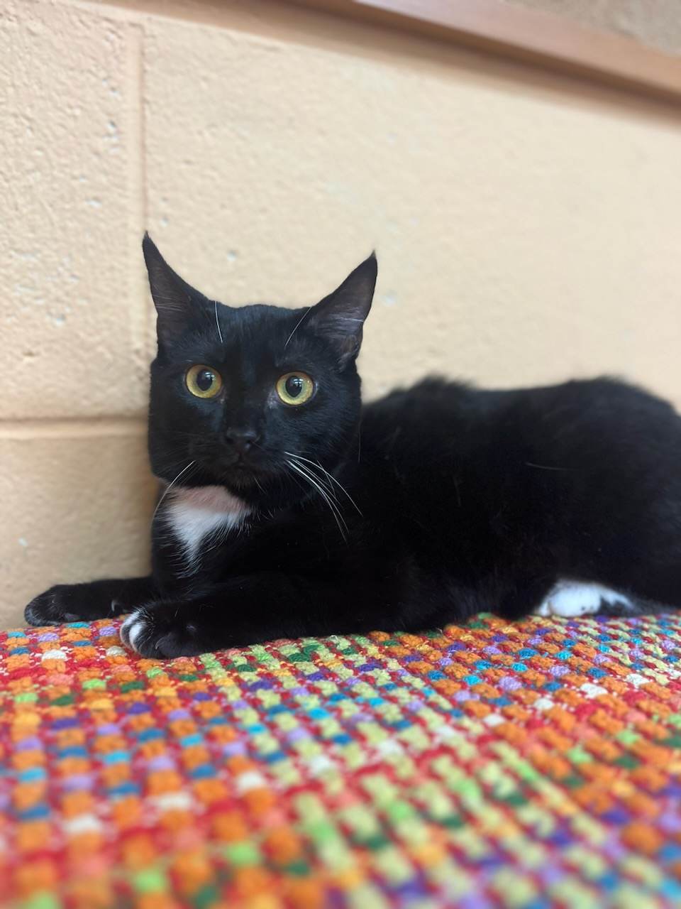 BeeBee, an adoptable Domestic Short Hair in Orangeburg, SC, 29118 | Photo Image 1