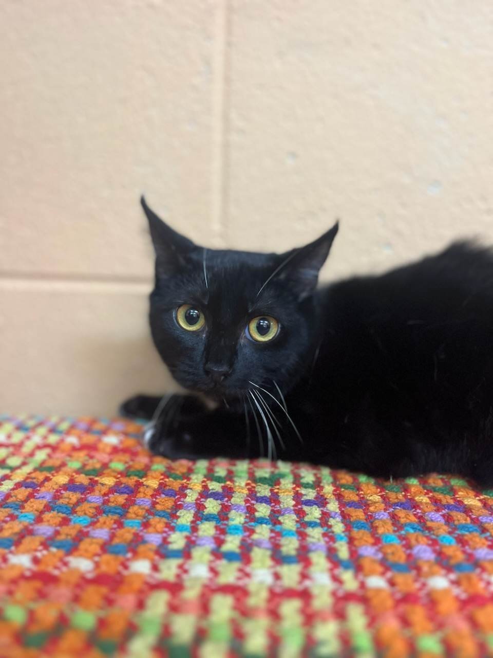 BeeBee, an adoptable Domestic Short Hair in Orangeburg, SC, 29118 | Photo Image 2