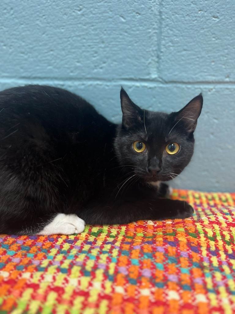 BeeBee, an adoptable Domestic Short Hair in Orangeburg, SC, 29118 | Photo Image 3