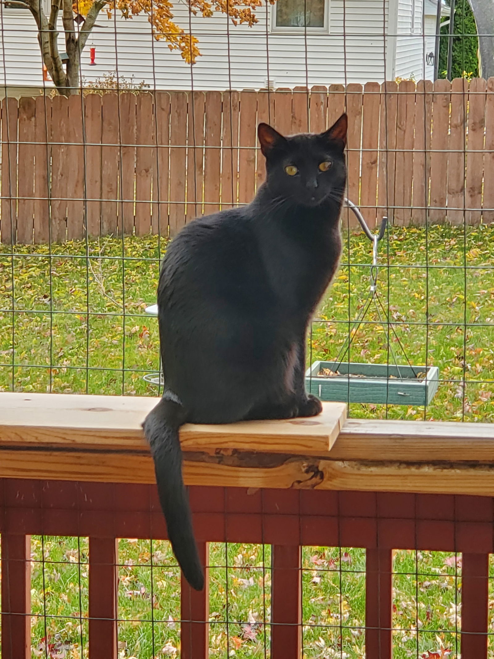 Jayden, an adoptable Domestic Short Hair in Whitewater, WI, 53190 | Photo Image 1